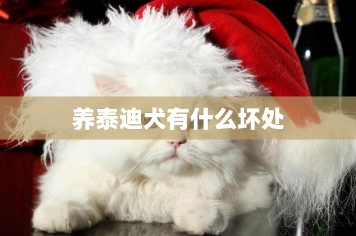 養泰迪犬有什么壞處