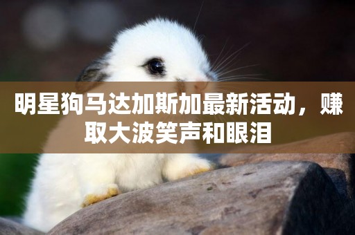 明星狗馬達加斯加最新活動，賺取大波笑聲和眼淚