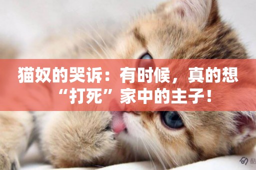 貓奴的哭訴：有時候，真的想“打死”家中的主子！