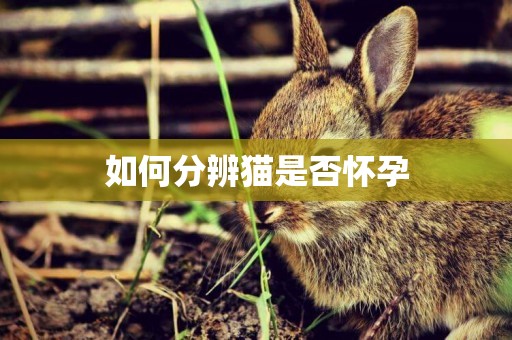 如何分辨貓是否懷孕