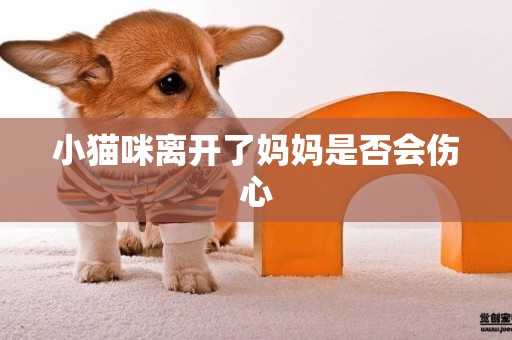 小貓咪離開了媽媽是否會傷心