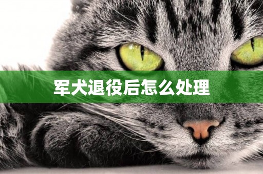 軍犬退役后怎么處理