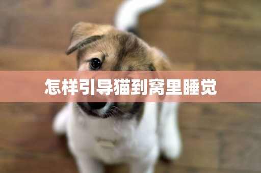 怎樣引導貓到窩里睡覺