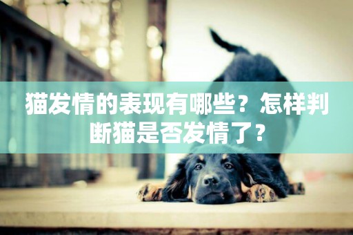 貓發情的表現有哪些？怎樣判斷貓是否發情了？