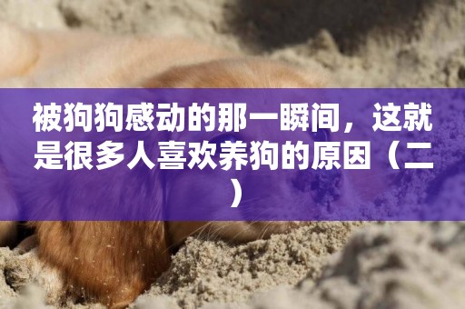 被狗狗感動的那一瞬間，這就是很多人喜歡養狗的原因（二）