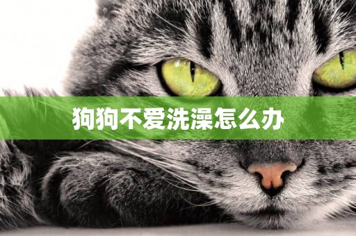 狗狗不愛洗澡怎么辦