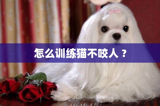 怎么訓練貓不咬人 ?