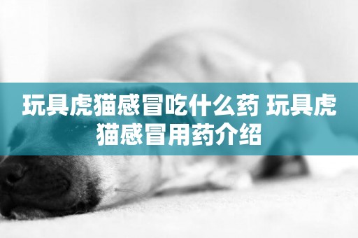 玩具虎貓感冒吃什么藥 玩具虎貓感冒用藥介紹
