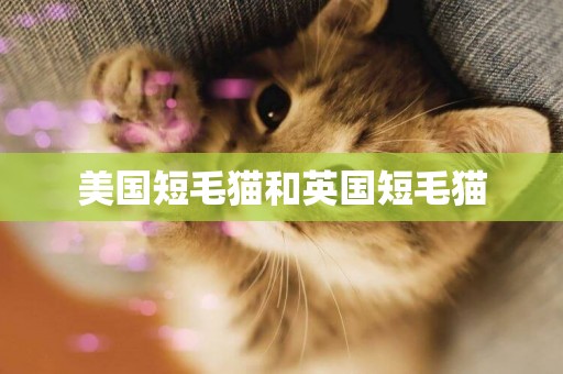 美國短毛貓和英國短毛貓