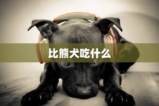 比熊犬吃什么