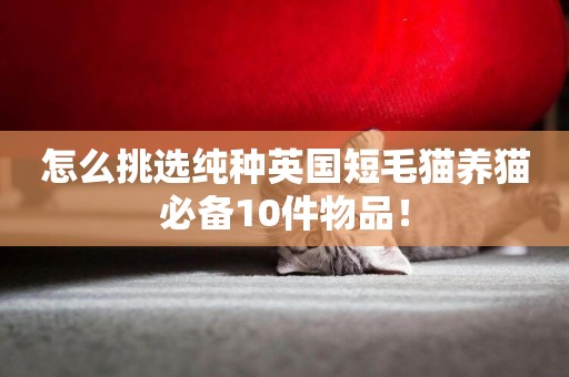 怎么挑選純種英國短毛貓養貓必備10件物品！