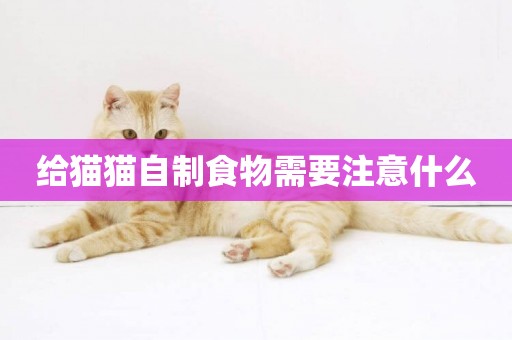 給貓貓自制食物需要注意什么