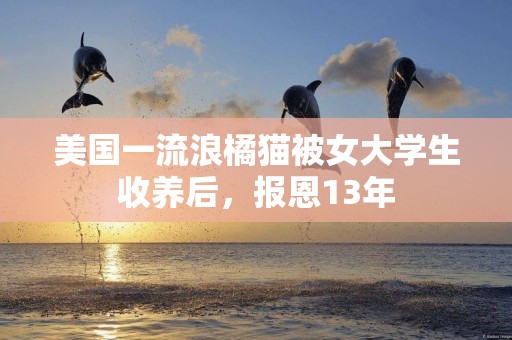 美國一流浪橘貓被女大學生收養后，報恩13年
