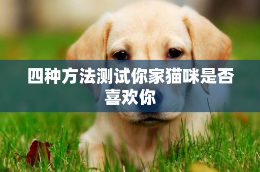 四種方法測試你家貓咪是否喜歡你