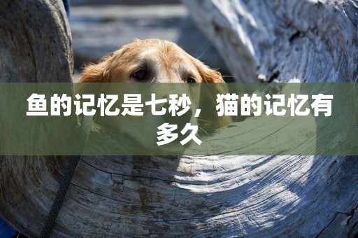 魚的記憶是七秒，貓的記憶有多久