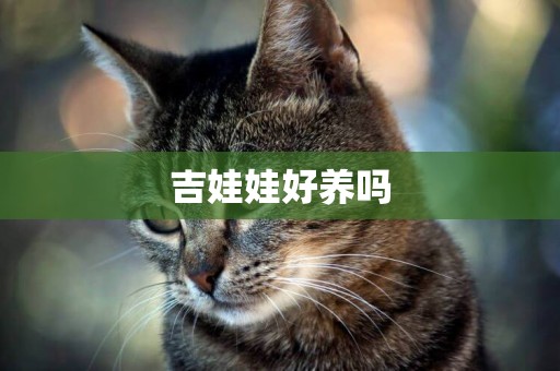 吉娃娃好養嗎