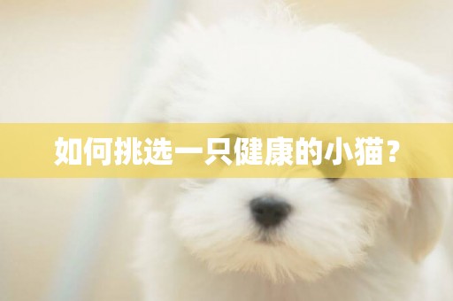 如何挑選一只健康的小貓？