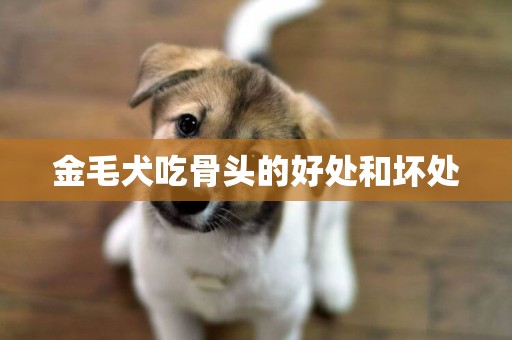 金毛犬吃骨頭的好處和壞處