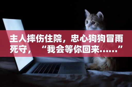 主人摔傷住院，忠心狗狗冒雨死守， “我會等你回來……”
