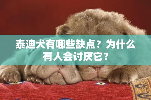 泰迪犬有哪些缺點？為什么有人會討厭它？