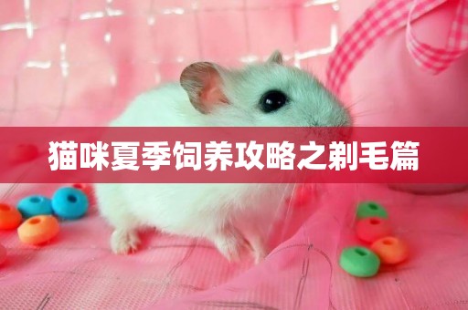貓咪夏季飼養攻略之剃毛篇