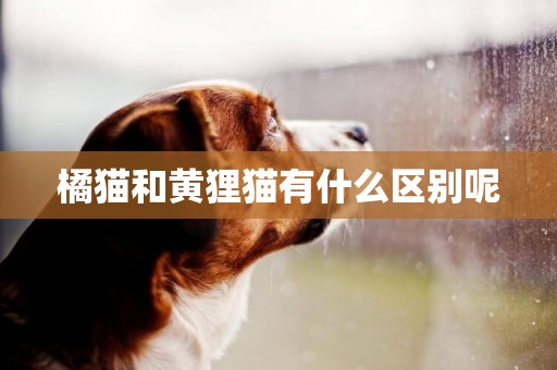 橘貓和黃貍貓有什么區別呢