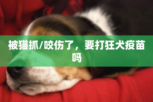 被貓抓/咬傷了，要打狂犬疫苗嗎