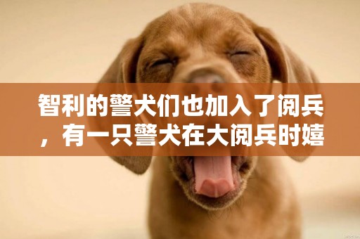 智利的警犬們也加入了閱兵，有一只警犬在大閱兵時嬉皮笑臉