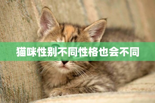 貓咪性別不同性格也會不同