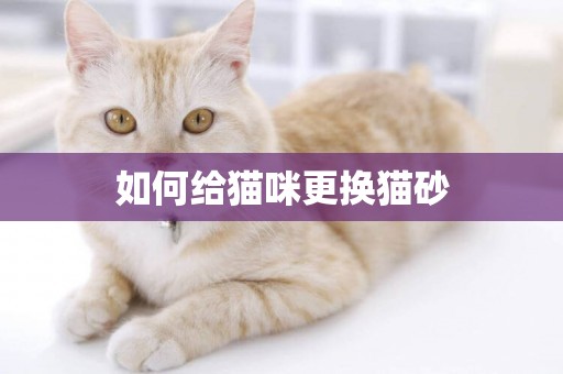 如何給貓咪更換貓砂