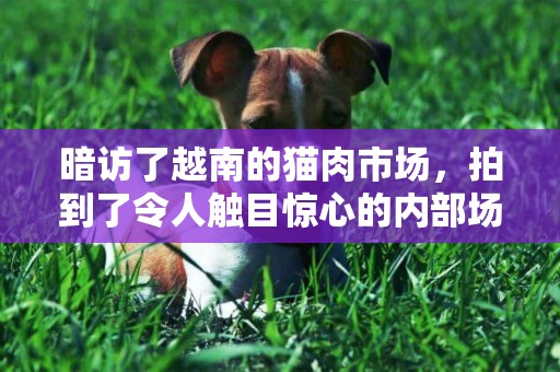 暗訪了越南的貓肉市場，拍到了令人觸目驚心的內部場景