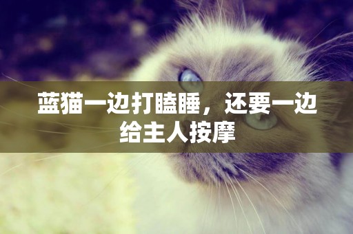 藍貓一邊打瞌睡，還要一邊給主人按摩