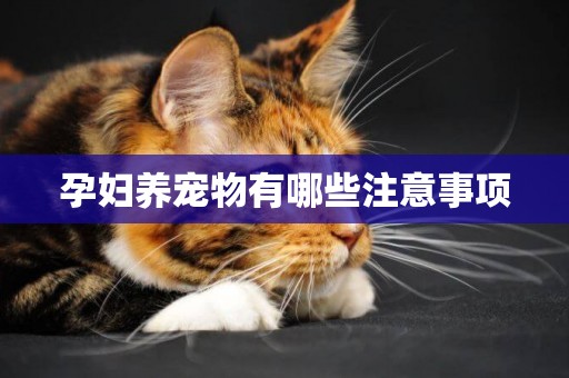 孕婦養寵物有哪些注意事項