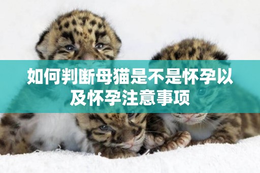 如何判斷母貓是不是懷孕以及懷孕注意事項