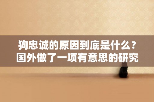 狗忠誠的原因到底是什么？國外做了一項有意思的研究