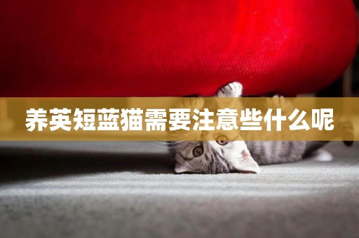 養英短藍貓需要注意些什么呢
