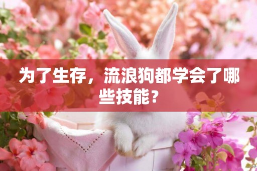 為了生存，流浪狗都學會了哪些技能？