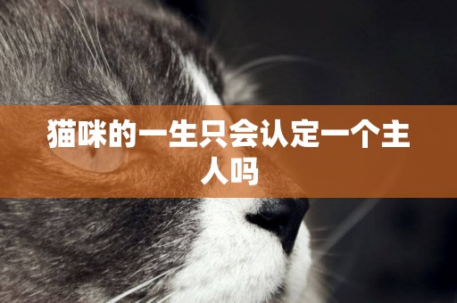 貓咪的一生只會認定一個主人嗎