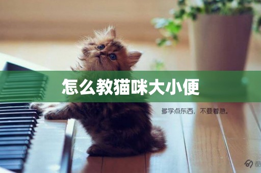 怎么教貓咪大小便