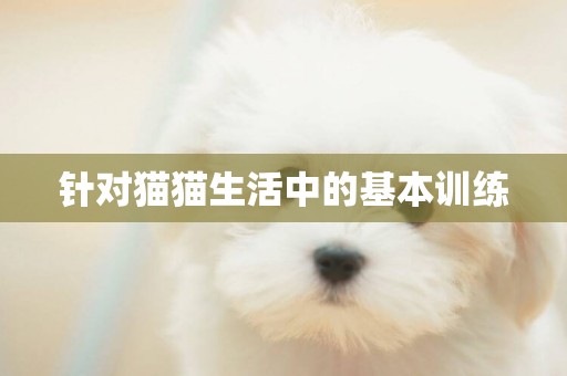 針對貓貓生活中的基本訓練
