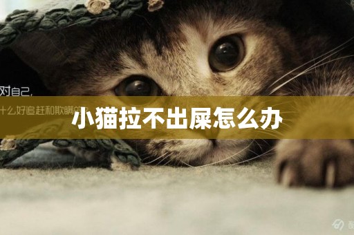 小貓拉不出屎怎么辦