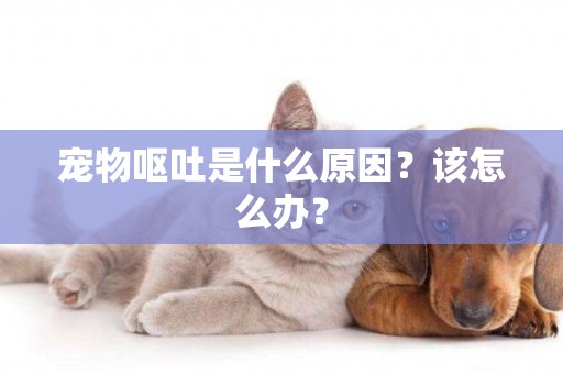 寵物嘔吐是什么原因？該怎么辦？