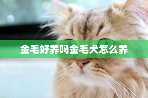 金毛好養嗎金毛犬怎么養