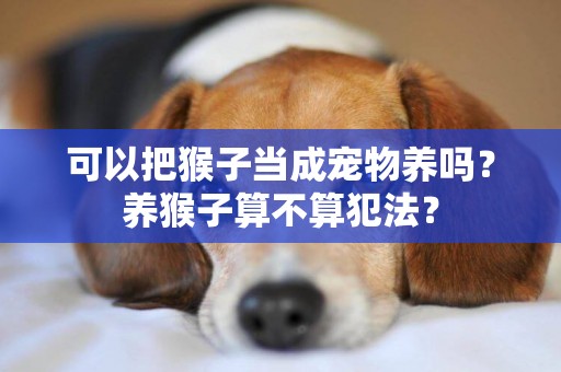可以把猴子當成寵物養嗎？養猴子算不算犯法？