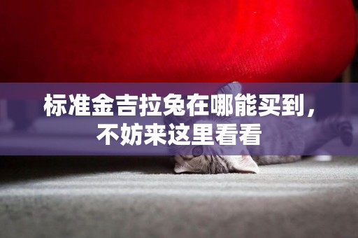 標準金吉拉兔在哪能買到，不妨來這里看看