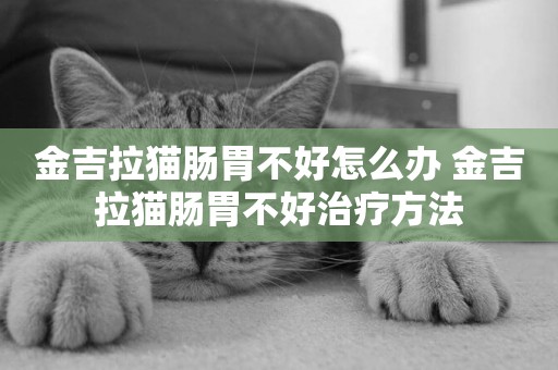 金吉拉貓腸胃不好怎么辦 金吉拉貓腸胃不好治療方法