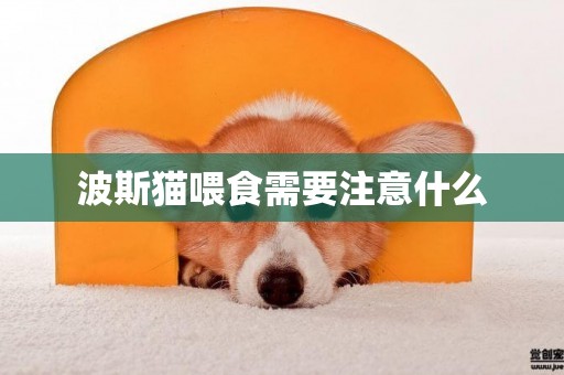 波斯貓喂食需要注意什么