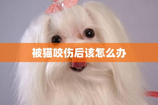 被貓咬傷后該怎么辦