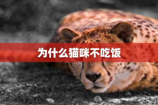 為什么貓咪不吃飯