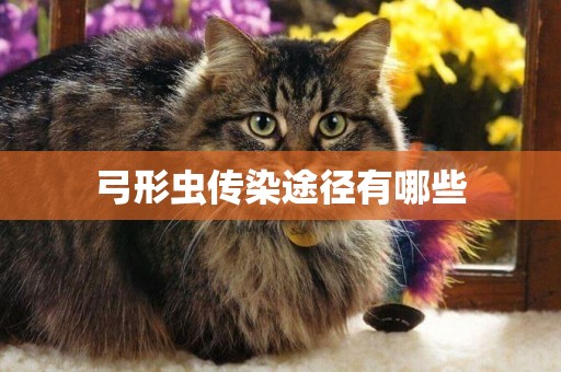 弓形蟲傳染途徑有哪些